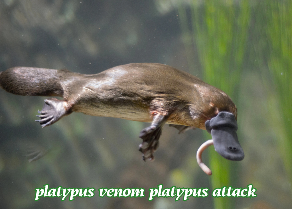 Platypus Venom Platypus Attack The Shocking Truth Behind One of Nature’s Strangest Defenses